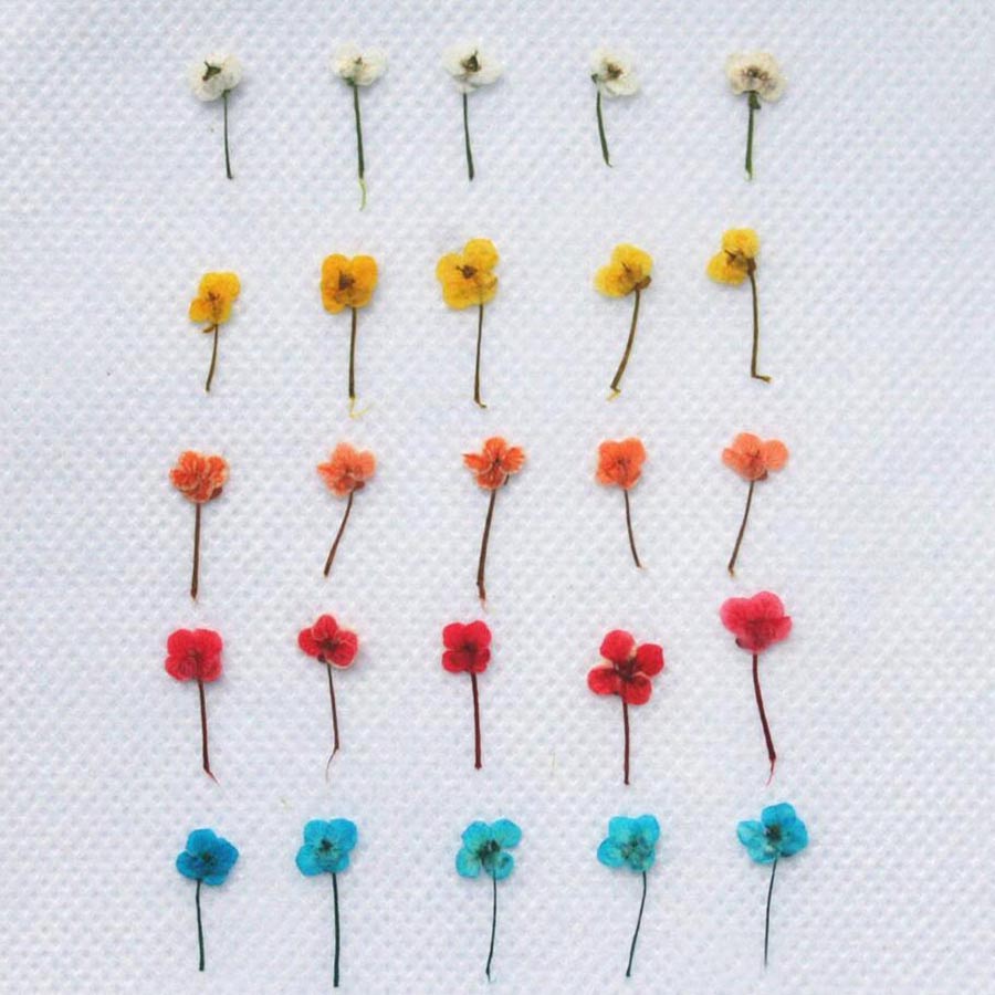 60 unidades de flores secas em - Resin Art Case avaliação e preço