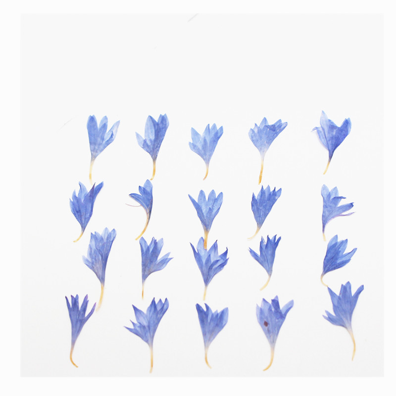 60 unidades de flores secas em - Resin Art Case avaliação e preço