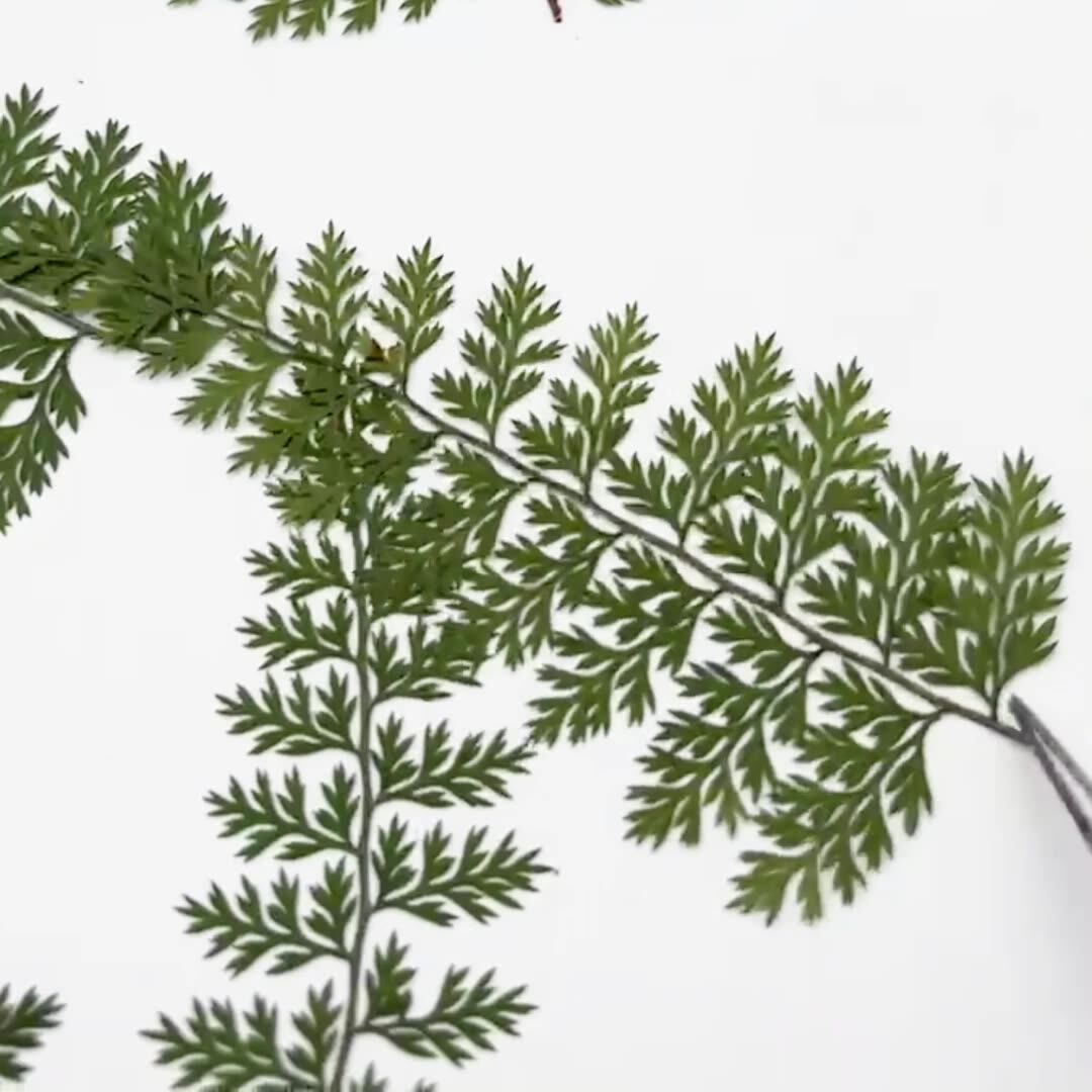 100 Peças de Folhas Naturais d - Resin Art Baby avaliação e preço